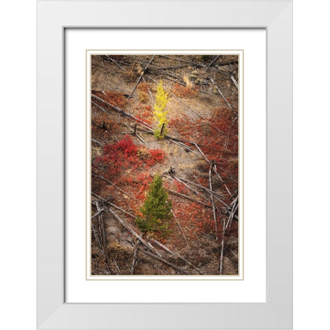 Red autumn Huckleberry vegetation and fallen trees-Yellowstone National Park-Wyoming White Modern Wood Framed Art Print with Double Matting by Jones, Adam
