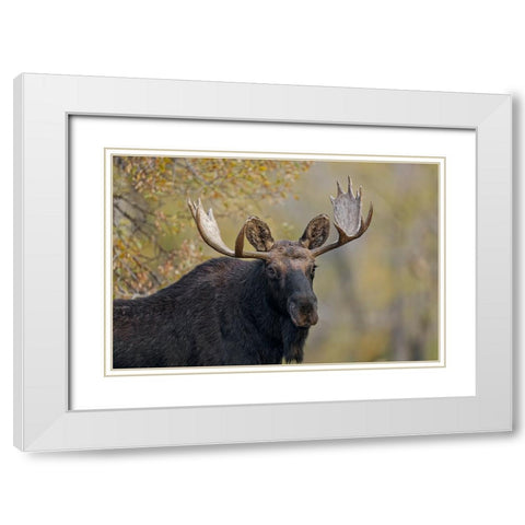 Bull moose-Grand Teton National Park-Wyoming White Modern Wood Framed Art Print with Double Matting by Jones, Adam