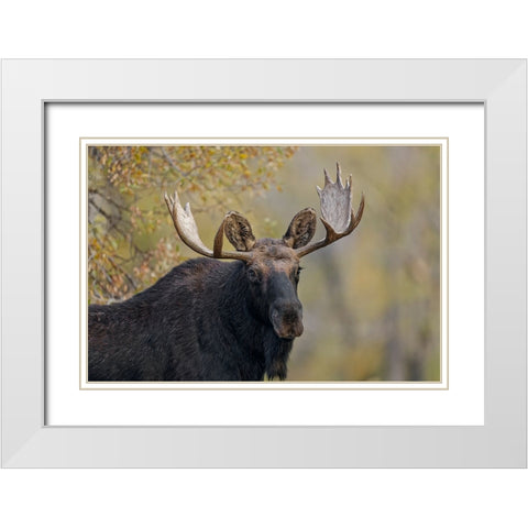 Bull moose-Grand Teton National Park-Wyoming White Modern Wood Framed Art Print with Double Matting by Jones, Adam