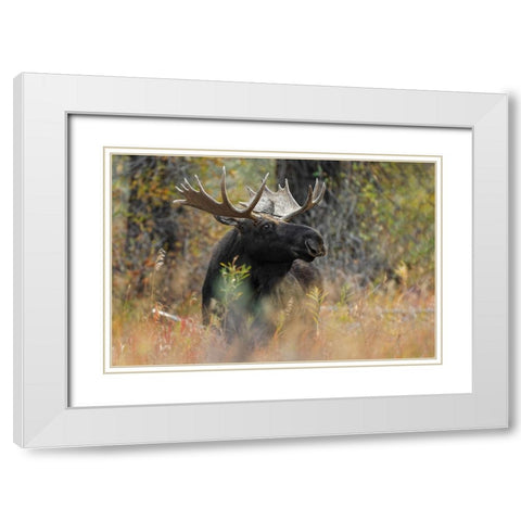 Bull moose-Grand Teton National Park-Wyoming White Modern Wood Framed Art Print with Double Matting by Jones, Adam