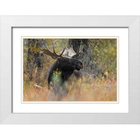 Bull moose-Grand Teton National Park-Wyoming White Modern Wood Framed Art Print with Double Matting by Jones, Adam