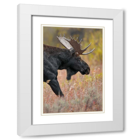 Bull moose-Grand Teton National Park-Wyoming White Modern Wood Framed Art Print with Double Matting by Jones, Adam