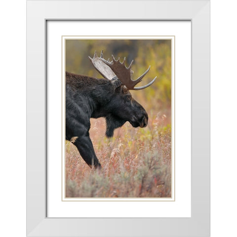 Bull moose-Grand Teton National Park-Wyoming White Modern Wood Framed Art Print with Double Matting by Jones, Adam