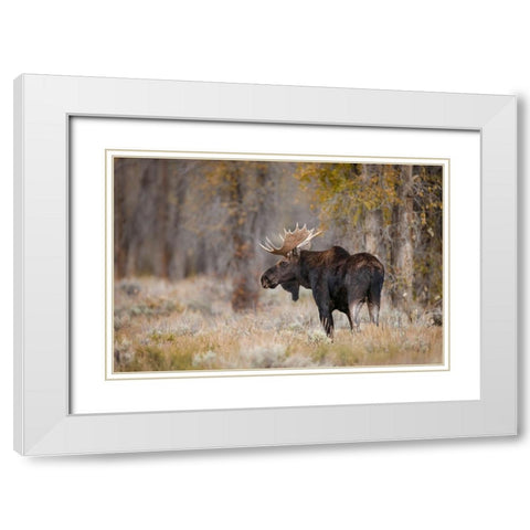 Bull moose-Grand Teton National Park-Wyoming White Modern Wood Framed Art Print with Double Matting by Jones, Adam