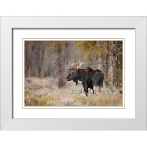 Bull moose-Grand Teton National Park-Wyoming White Modern Wood Framed Art Print with Double Matting by Jones, Adam
