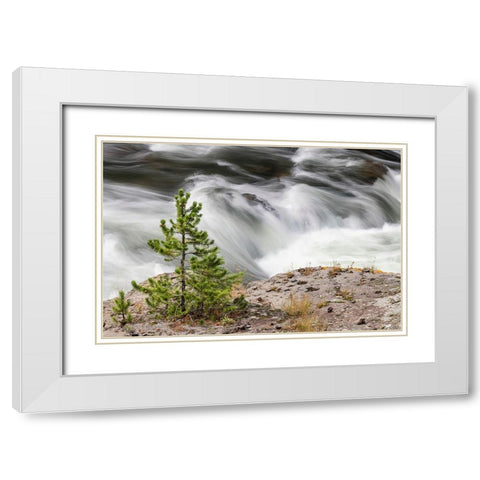 Small evergreen tree along Firehole River-Yellowstone National Park-Wyoming White Modern Wood Framed Art Print with Double Matting by Jones, Adam