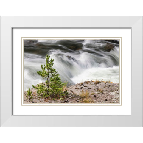 Small evergreen tree along Firehole River-Yellowstone National Park-Wyoming White Modern Wood Framed Art Print with Double Matting by Jones, Adam
