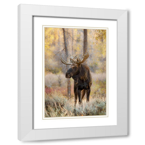 Bull moose in autumn-Grand Teton National Park-Wyoming White Modern Wood Framed Art Print with Double Matting by Jones, Adam