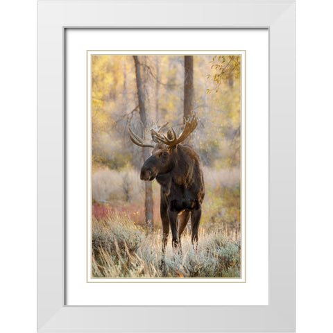 Bull moose in autumn-Grand Teton National Park-Wyoming White Modern Wood Framed Art Print with Double Matting by Jones, Adam