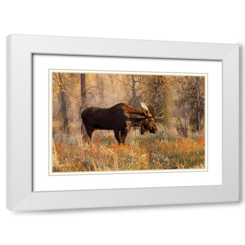 Bull moose in autumn-Grand Teton National Park-Wyoming White Modern Wood Framed Art Print with Double Matting by Jones, Adam