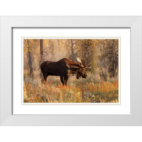 Bull moose in autumn-Grand Teton National Park-Wyoming White Modern Wood Framed Art Print with Double Matting by Jones, Adam