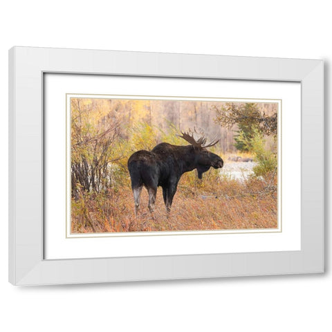 Bull moose in autumn-Grand Teton National Park-Wyoming White Modern Wood Framed Art Print with Double Matting by Jones, Adam