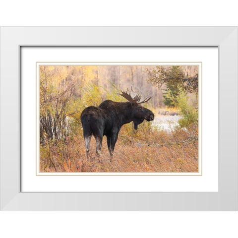 Bull moose in autumn-Grand Teton National Park-Wyoming White Modern Wood Framed Art Print with Double Matting by Jones, Adam