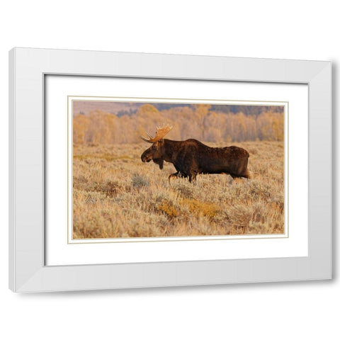 Bull moose in autumn-Grand Teton National Park-Wyoming White Modern Wood Framed Art Print with Double Matting by Jones, Adam