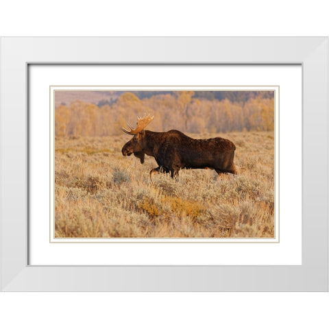 Bull moose in autumn-Grand Teton National Park-Wyoming White Modern Wood Framed Art Print with Double Matting by Jones, Adam