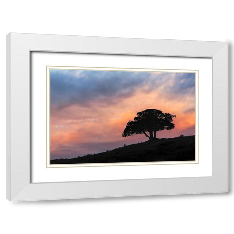 Single tree silhouetted at sunrise-Yellowstone National Park-Wyoming White Modern Wood Framed Art Print with Double Matting by Jones, Adam
