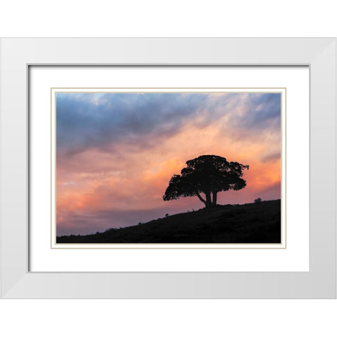 Single tree silhouetted at sunrise-Yellowstone National Park-Wyoming White Modern Wood Framed Art Print with Double Matting by Jones, Adam