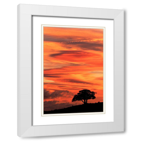 Single tree silhouetted at sunrise-Yellowstone National Park-Wyoming White Modern Wood Framed Art Print with Double Matting by Jones, Adam
