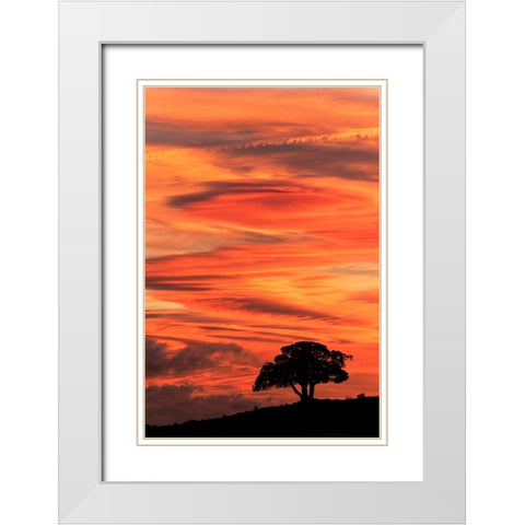 Single tree silhouetted at sunrise-Yellowstone National Park-Wyoming White Modern Wood Framed Art Print with Double Matting by Jones, Adam
