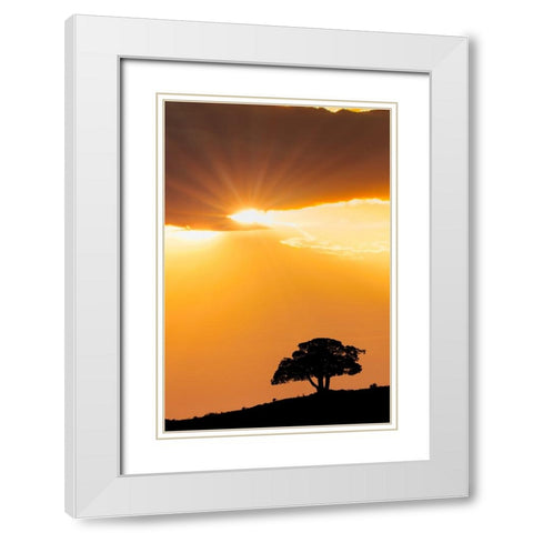 Single tree silhouetted at sunrise-Yellowstone National Park-Wyoming White Modern Wood Framed Art Print with Double Matting by Jones, Adam