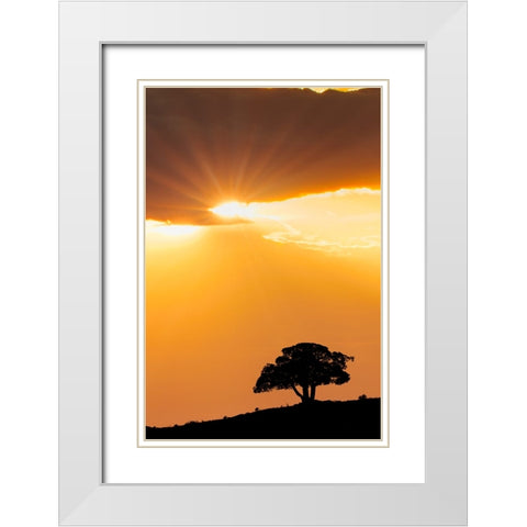 Single tree silhouetted at sunrise-Yellowstone National Park-Wyoming White Modern Wood Framed Art Print with Double Matting by Jones, Adam