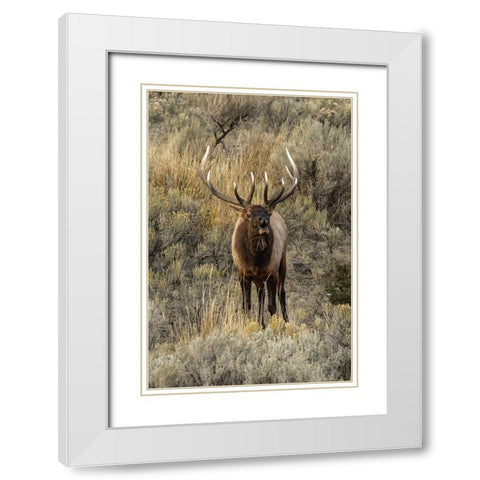 Bull elk bugling or wapiti-Yellowstone National Park-Wyoming White Modern Wood Framed Art Print with Double Matting by Jones, Adam