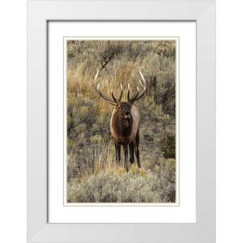 Bull elk bugling or wapiti-Yellowstone National Park-Wyoming White Modern Wood Framed Art Print with Double Matting by Jones, Adam