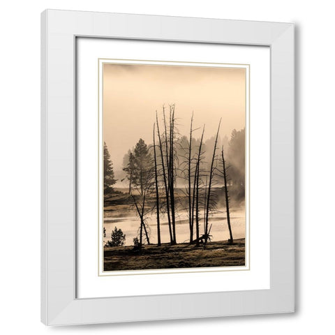 Dead trees near geothermal feature-Yellowstone National Park-Wyoming White Modern Wood Framed Art Print with Double Matting by Jones, Adam