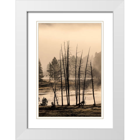 Dead trees near geothermal feature-Yellowstone National Park-Wyoming White Modern Wood Framed Art Print with Double Matting by Jones, Adam
