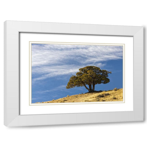 Single cedar tree on ridge top-Yellowstone National Park-Wyoming White Modern Wood Framed Art Print with Double Matting by Jones, Adam