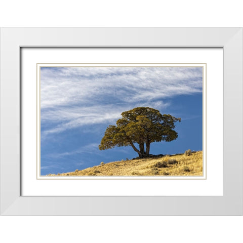 Single cedar tree on ridge top-Yellowstone National Park-Wyoming White Modern Wood Framed Art Print with Double Matting by Jones, Adam
