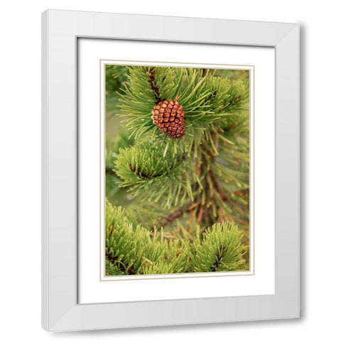 Lodgepole pine and pinecone-Yellowstone National Park-Wyoming White Modern Wood Framed Art Print with Double Matting by Jones, Adam