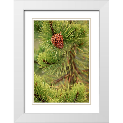 Lodgepole pine and pinecone-Yellowstone National Park-Wyoming White Modern Wood Framed Art Print with Double Matting by Jones, Adam