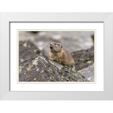 Pika-Ochotona princeps-Yellowstone National Park-Wyoming White Modern Wood Framed Art Print with Double Matting by Jones, Adam