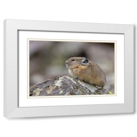 Pika-Ochotona princeps-Yellowstone National Park-Wyoming White Modern Wood Framed Art Print with Double Matting by Jones, Adam