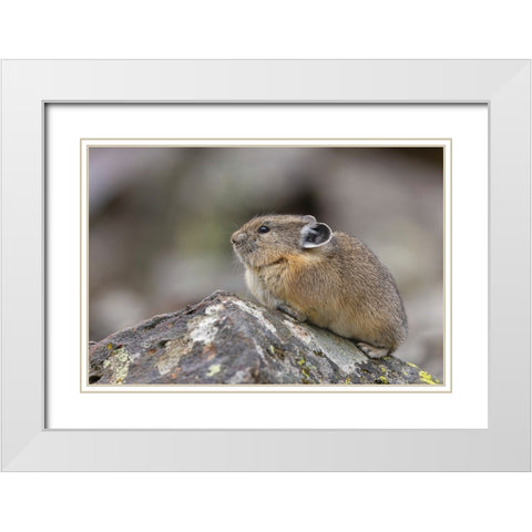 Pika-Ochotona princeps-Yellowstone National Park-Wyoming White Modern Wood Framed Art Print with Double Matting by Jones, Adam