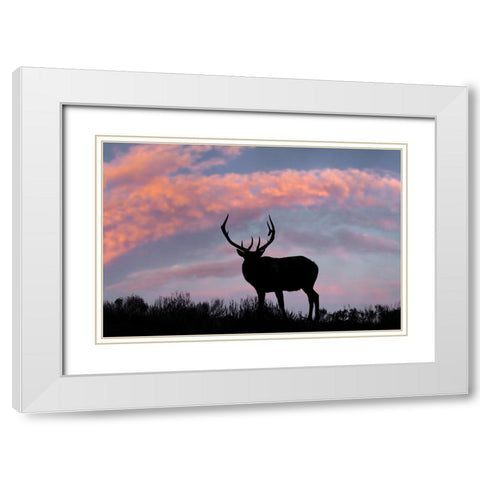 Bull elk or wapiti silhouetted on ridge top-Yellowstone National Park-Wyoming White Modern Wood Framed Art Print with Double Matting by Jones, Adam