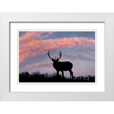 Bull elk or wapiti silhouetted on ridge top-Yellowstone National Park-Wyoming White Modern Wood Framed Art Print with Double Matting by Jones, Adam