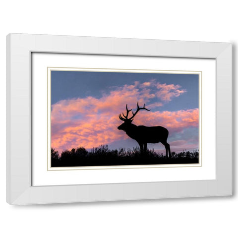 Bull elk or wapiti silhouetted on ridge top-Yellowstone National Park-Wyoming White Modern Wood Framed Art Print with Double Matting by Jones, Adam