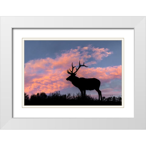 Bull elk or wapiti silhouetted on ridge top-Yellowstone National Park-Wyoming White Modern Wood Framed Art Print with Double Matting by Jones, Adam