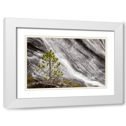 Small pine tree and Gibbon Falls-Yellowstone National Park-Wyoming White Modern Wood Framed Art Print with Double Matting by Jones, Adam
