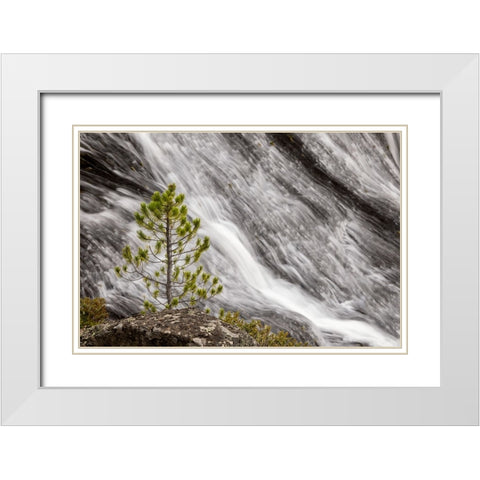 Small pine tree and Gibbon Falls-Yellowstone National Park-Wyoming White Modern Wood Framed Art Print with Double Matting by Jones, Adam