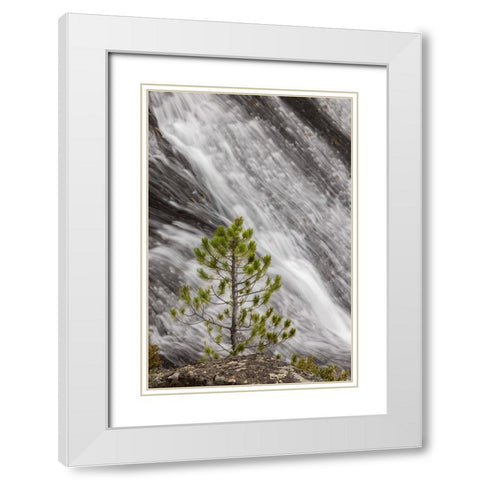 Small pine tree and Gibbon Falls-Yellowstone National Park-Wyoming White Modern Wood Framed Art Print with Double Matting by Jones, Adam
