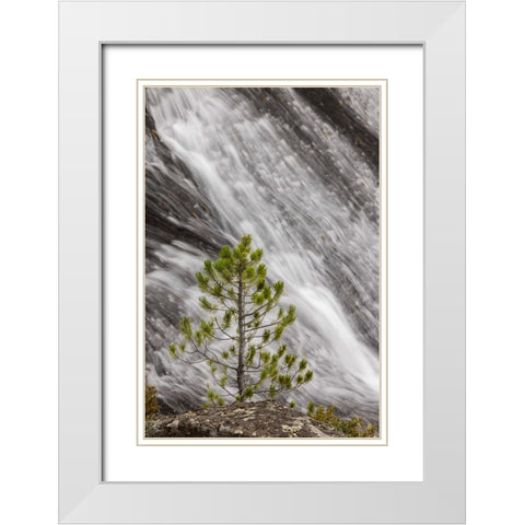 Small pine tree and Gibbon Falls-Yellowstone National Park-Wyoming White Modern Wood Framed Art Print with Double Matting by Jones, Adam