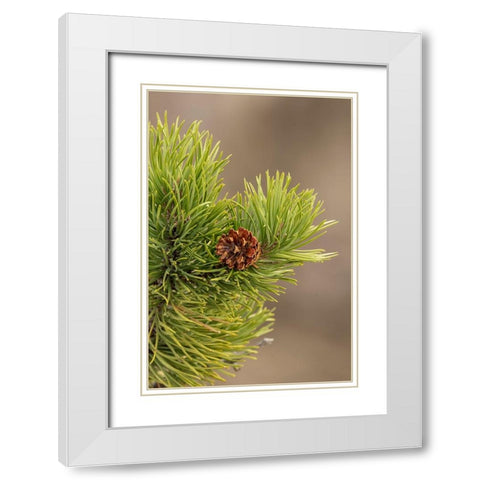 Lodgepole pine and pinecone-Yellowstone National Park-Wyoming White Modern Wood Framed Art Print with Double Matting by Jones, Adam