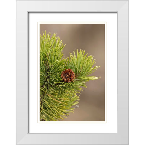 Lodgepole pine and pinecone-Yellowstone National Park-Wyoming White Modern Wood Framed Art Print with Double Matting by Jones, Adam