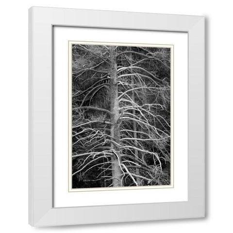 Silicified (calcified) tree-Upper Geyser Basin-Yellowstone National Park-Wyoming White Modern Wood Framed Art Print with Double Matting by Jones, Adam