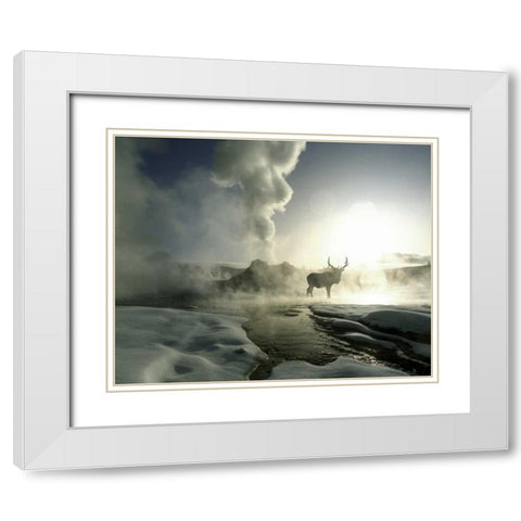WY, Yellowstone, Castle Geyser Silhouette of elk White Modern Wood Framed Art Print with Double Matting by Zuckerman, Jim