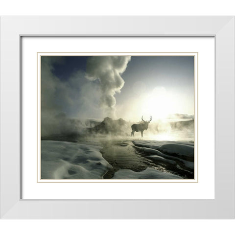 WY, Yellowstone, Castle Geyser Silhouette of elk White Modern Wood Framed Art Print with Double Matting by Zuckerman, Jim