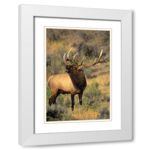 WY, Yellowstone Elk bugling during mating season White Modern Wood Framed Art Print with Double Matting by Welling, Dave